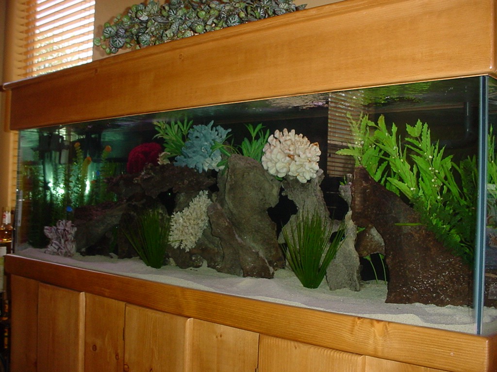 5054my aquarium  med