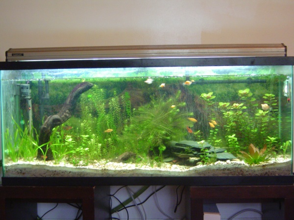 55g planted fresh. Some ballon mollies, tetras, barbs, and a SAP, also some strange red snails and a hidey fish.