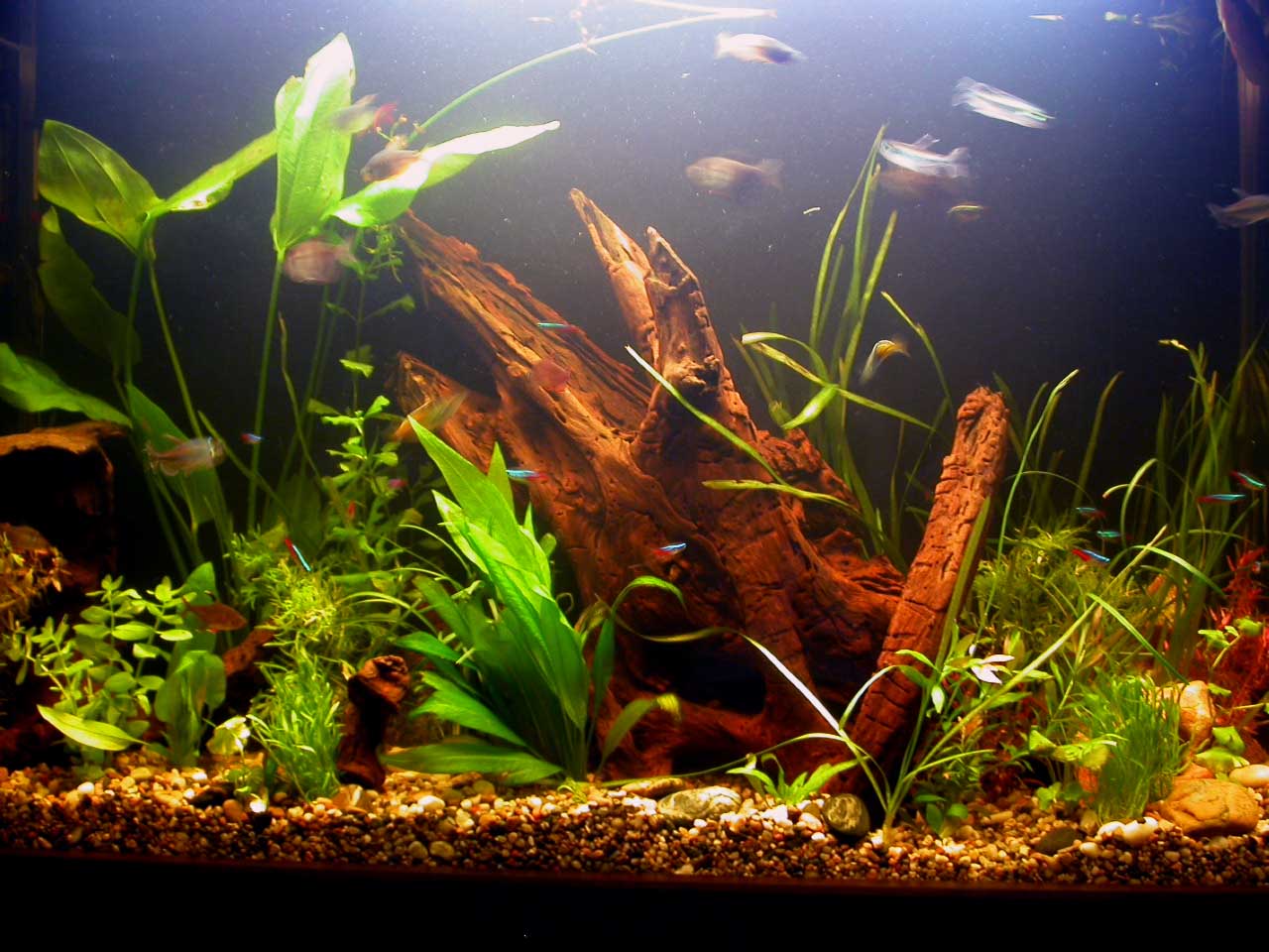 56 Gallon freshwater tank when it was first set up. It looks very different now, different plants and lots of 'em!