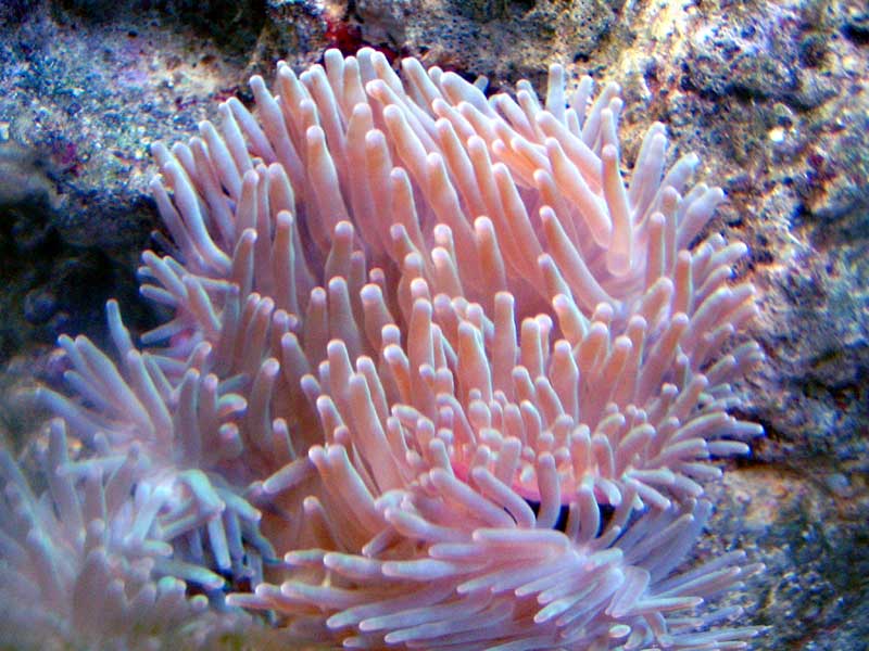 5867anenome 1 med