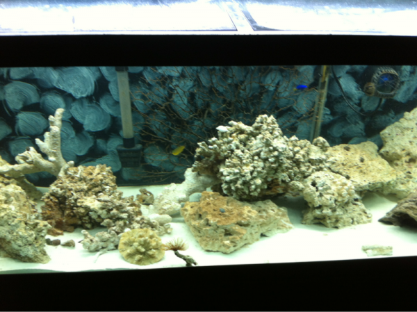 75G saltwater just starting that has 2 damsels, sea star, snowflake eel, blue urchin, 2 feather dusters and various crabs