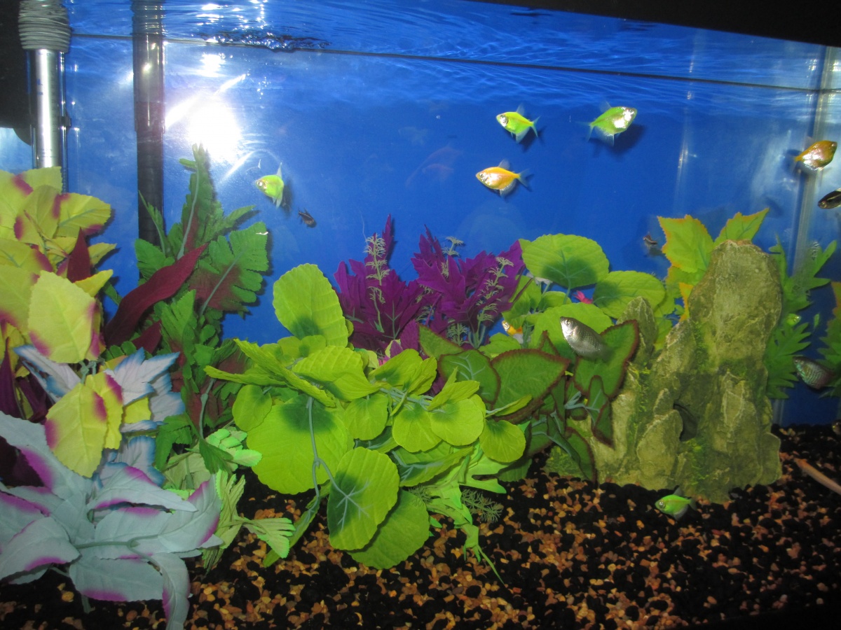 9-19-13 Just put on a new background and got over a BB "bloom" after adding the following 8 fish (for a total of 19): 2 Dojo loach, 2 Dwarf Gourami, 3