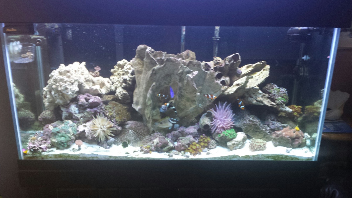 90G Mixed Reef with skimmer box