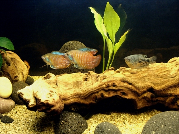 A couple of male dwarf gouramis beginning their "dance", and our first fish an opaline gourami observing...