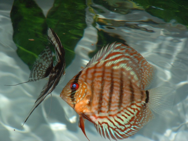 A discus and angelfish eating. They are kept in bare bottom tank.