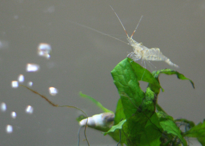 A ghost shrimp claims king of the java fern. He is about to be confronted by the MTS.