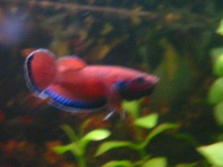 A little blurry, but they move fast!
