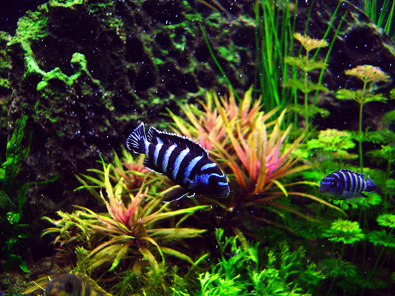 A macro shot of a couple of my smaller Ps. demasoni with streaming O2 bubbles all around them.