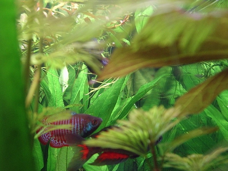 a shot from the end of my tank or a Dwarf Gourami and a Parkinson's Rainbow