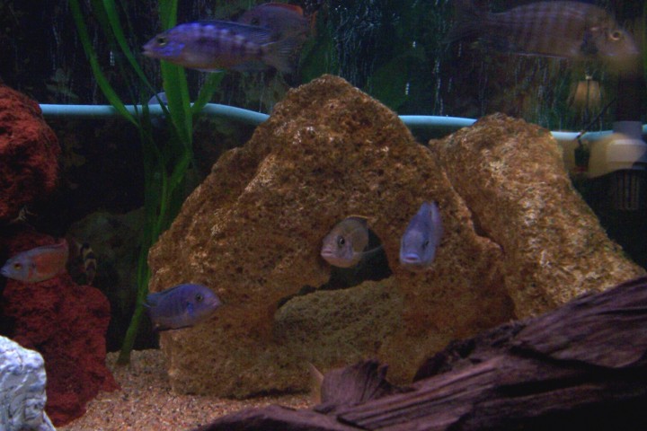 A shot of some of the different inhabitants of the tank.