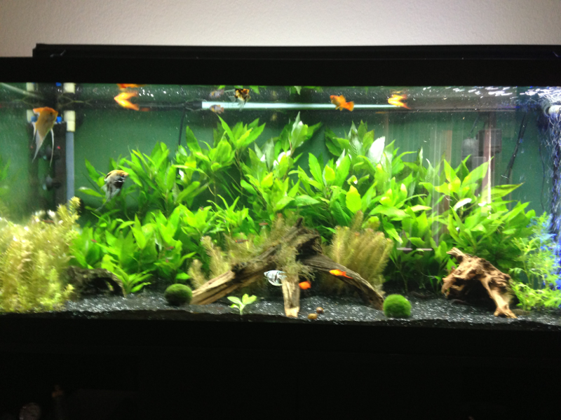 A shot of the tank since I rearranged all the plants