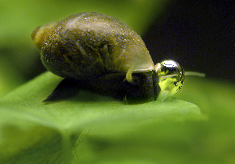 A snail pushes an oxygen bubble off of a Hydrocotyle leucocephala (Brazilian Pennywort) leaf 2/2/2006 evening.