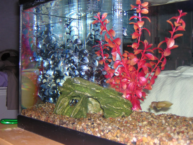 A veiw of the fishes' favorite corner and hide out.