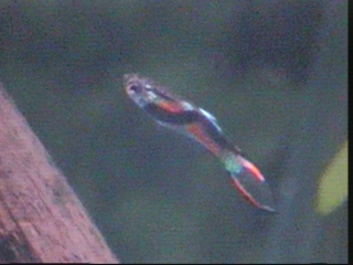 A very very close relative to the common wild guppy, they will readily interbreed, so it is important to keep them separate as to retain the purity of