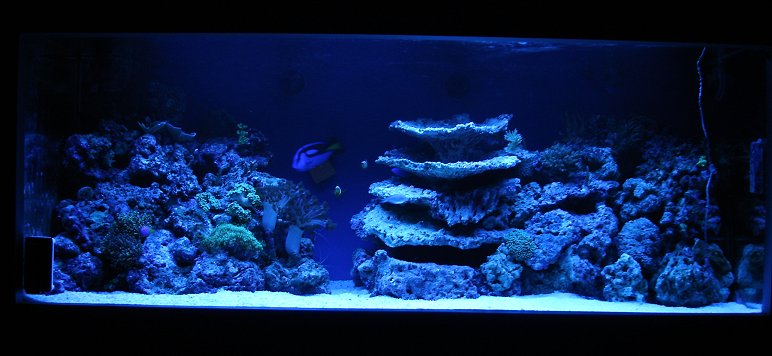 Actinic blues on, simulating dusk, tang heading to bed, corals slowly closing down, TV off, lights out, beer in hand and falling to sleep.... :-)
