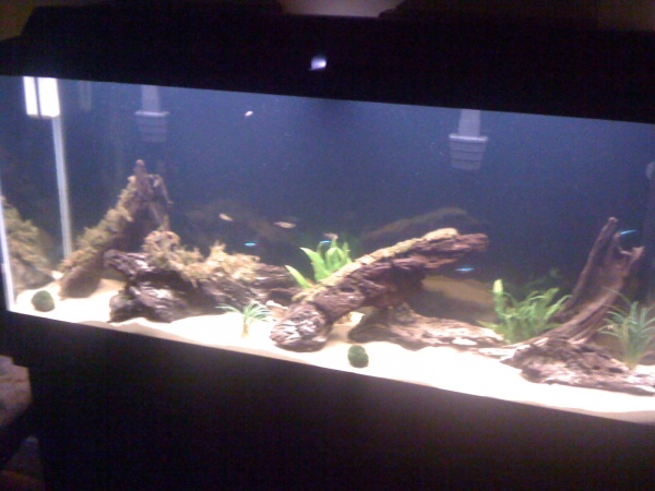 added a few fish 
bloodfins I believe