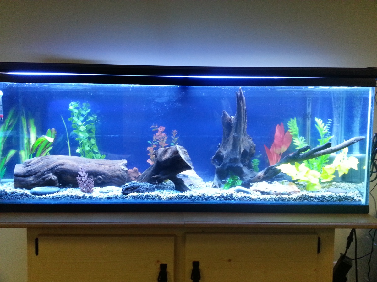 Added a "Midnight Blue" background to the new tank