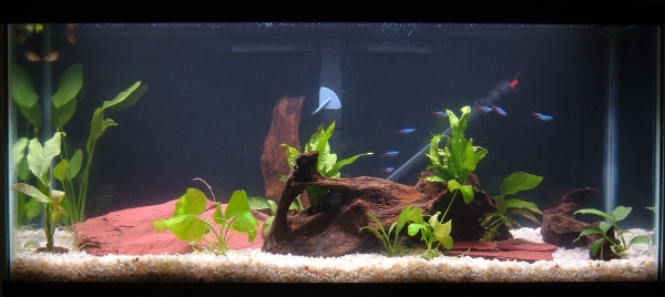 Added some driftwood, removed fake plants, and added some real ones. Looks bare...