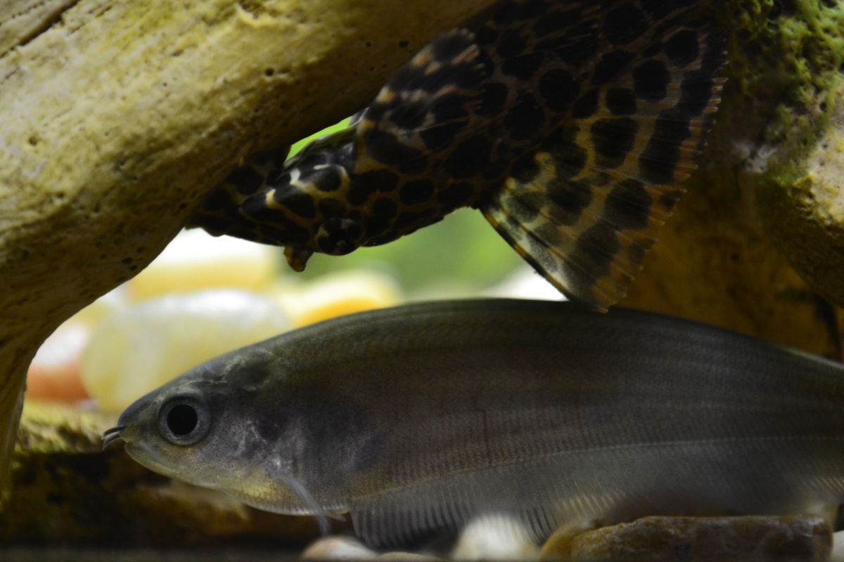 African Brown Knife Fish and a Leopard Sailfin Pleco
