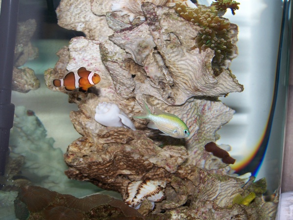 All 3 Fish - Clown, Chromis and Goby