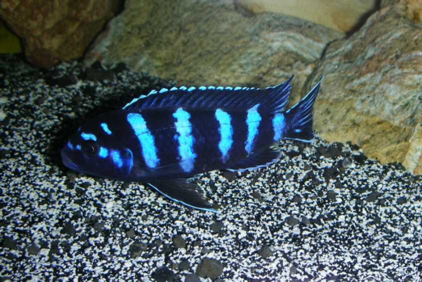 An African cichlid from Lake Malawi.