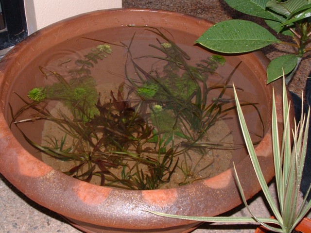 An outdoors guppy bowl.