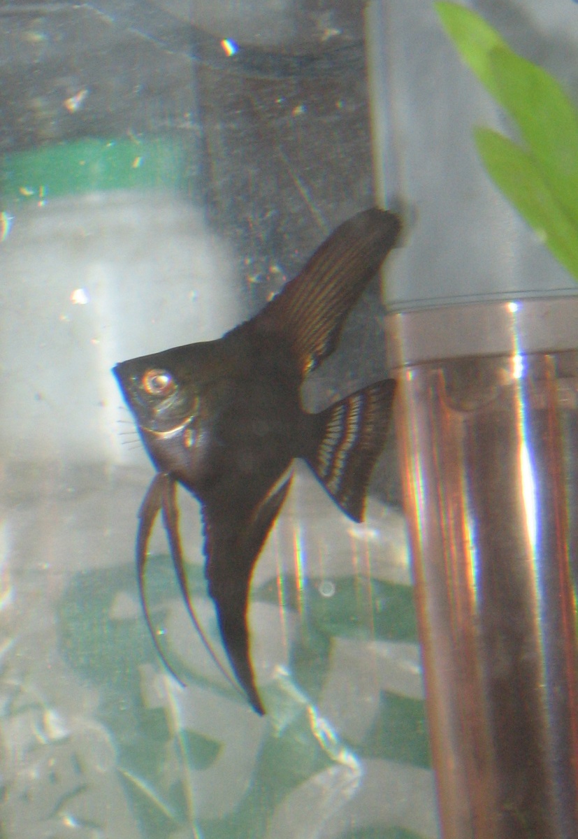 Angelfish Female