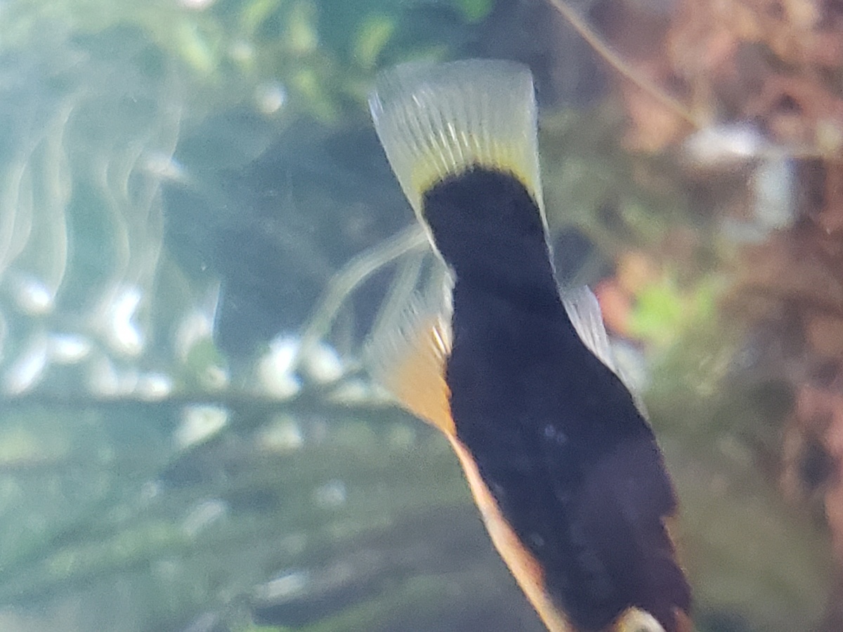Angelica, an antisocial platy.