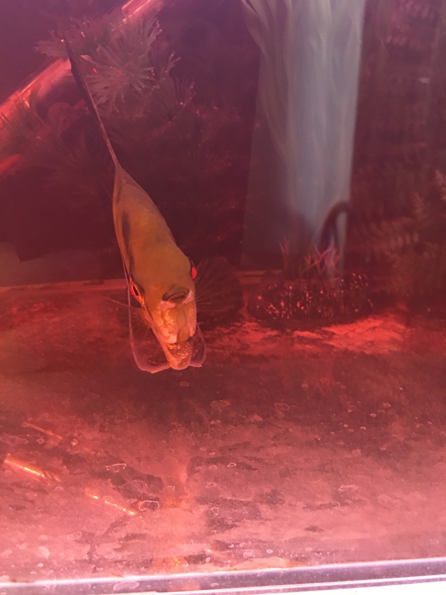 Anglefish bact QT 1