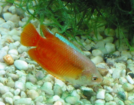 Another photo of my male Flame Dwarf Gourami.