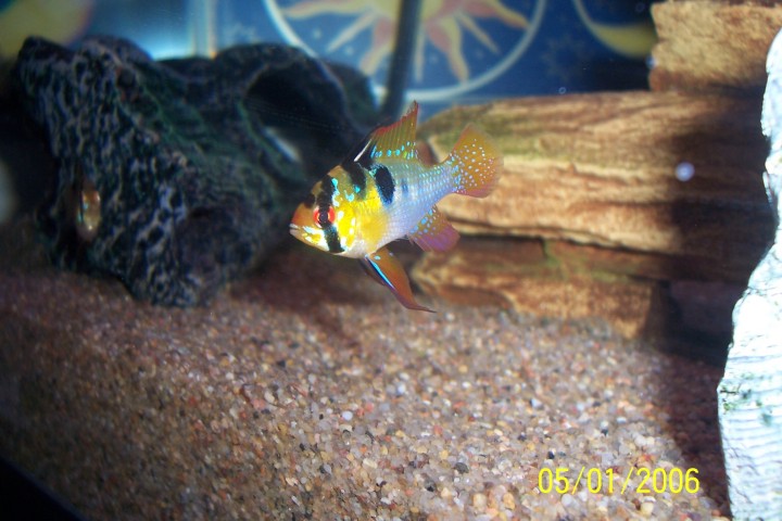 Another pic of my GBR, one with updated lighting. They seem to like it a lot.