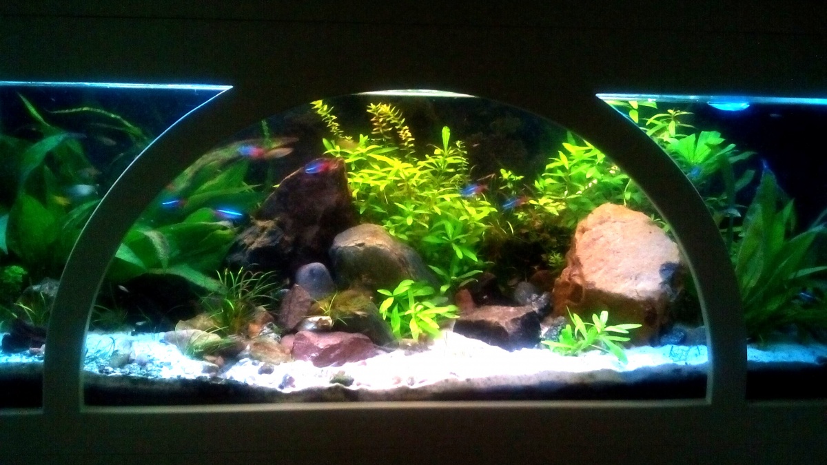 Another shot of updated aquascape