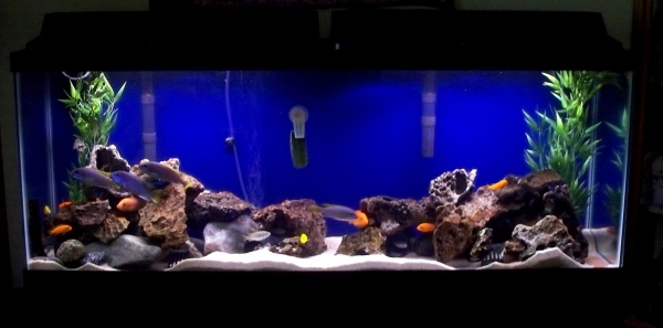 Another tank view.
Of all the ways I set up, this is the way they prefer. 2 large rock piles, one on either end and the center open. They also like th