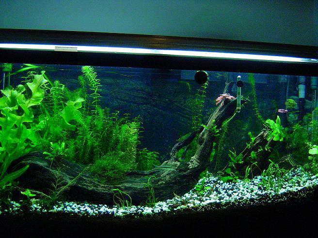 anouther angle of the discus tank