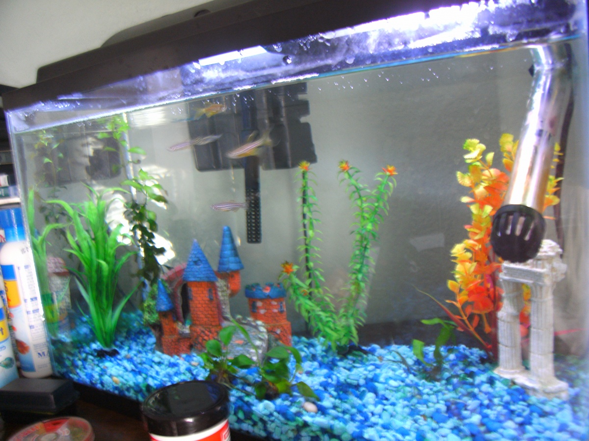 April 15, 2014

Added Anubias Nana in foreground....the red ludwigia is really perking up!