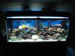 aquarium 016