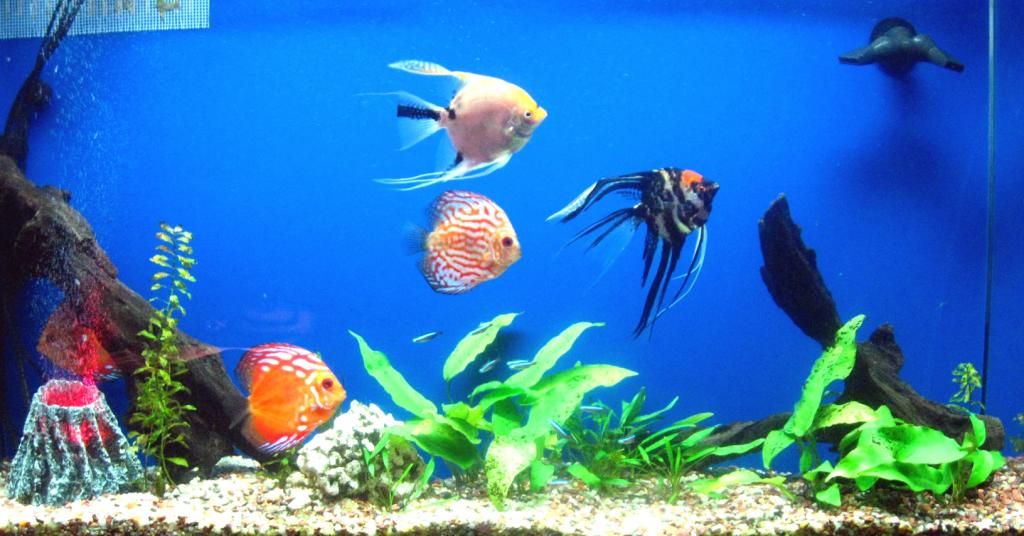 aquarium 1