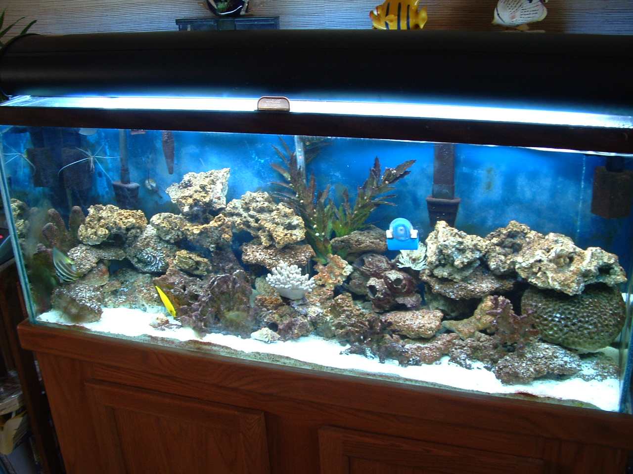 aquarium 112 med