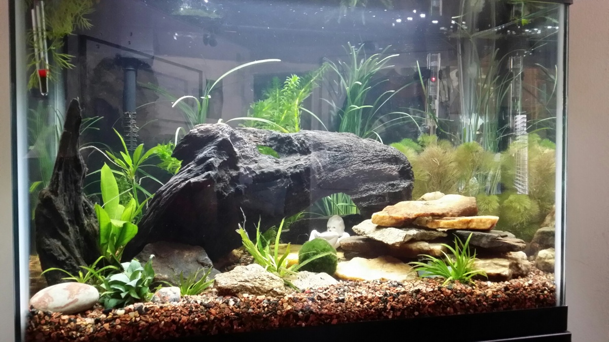 Aquarium 3.26.14

New planting and new fish.  Proud to say that I successfully completed fishless cycling!