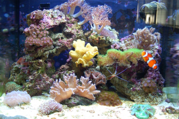 As you can see over time I am always moving coral when things grow so nothing is stinging each other.