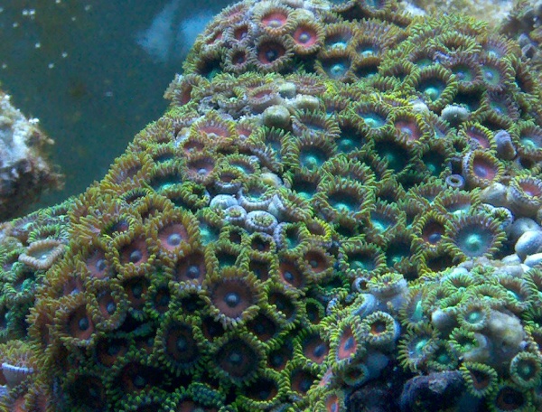 assorted polyp rock from that fish place