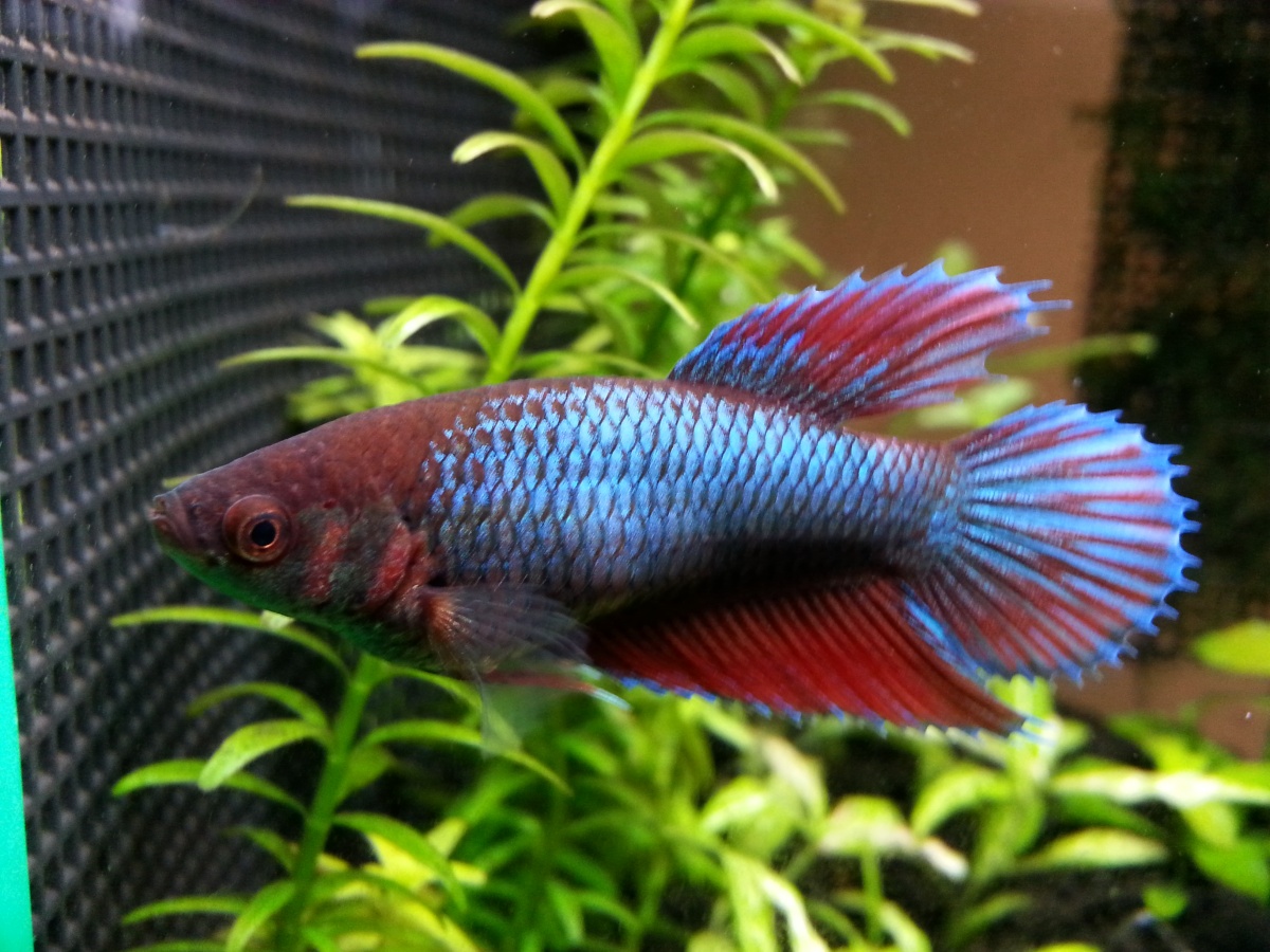 Baby betta #2 is now 1 years old on May 2015
