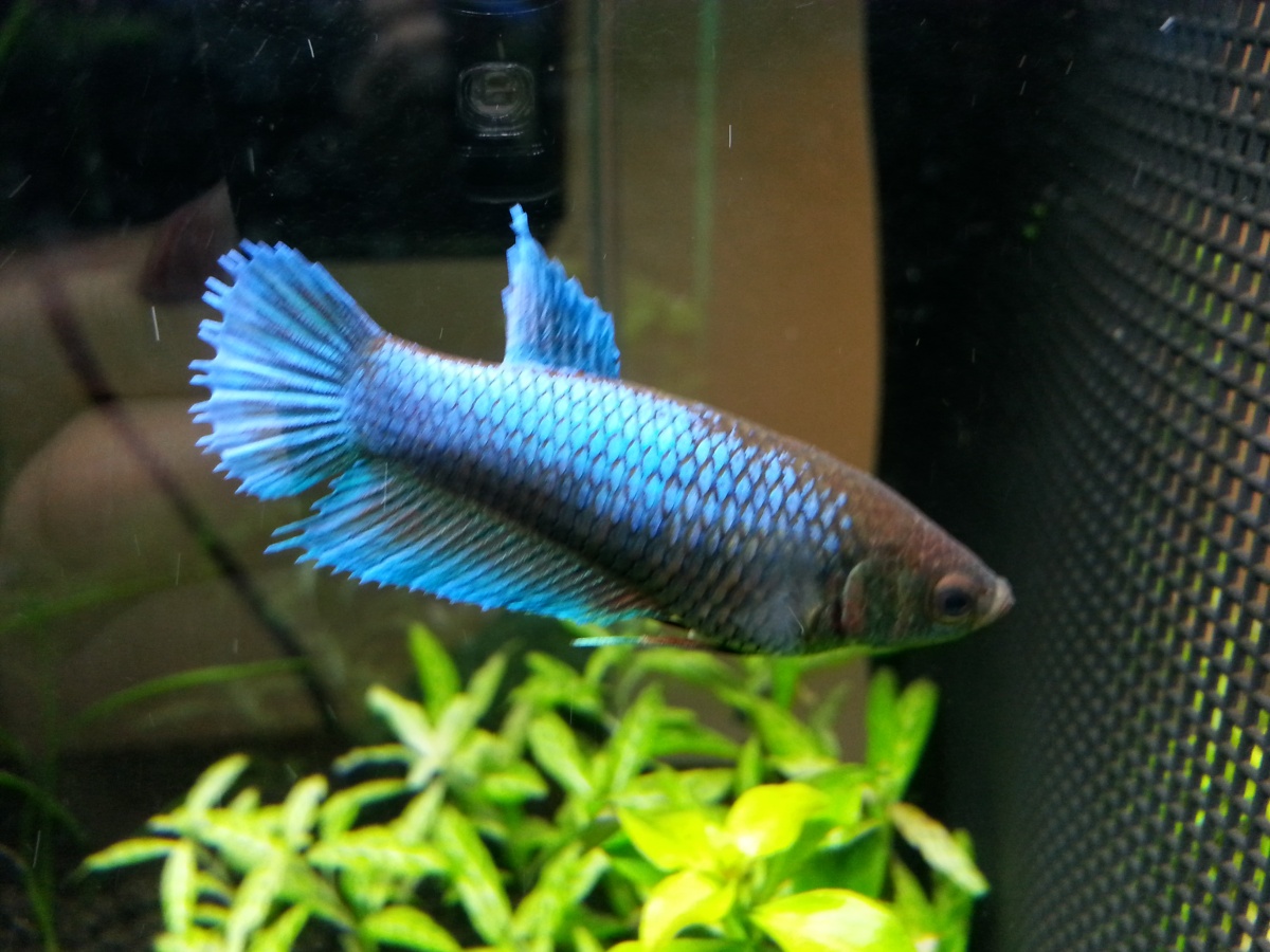 Baby betta girl #1 is now 1 years old on May 2015