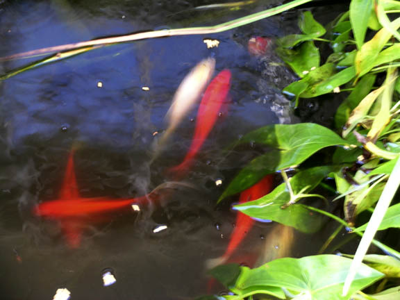 Bad attempt at taking photo of feeding pond fish