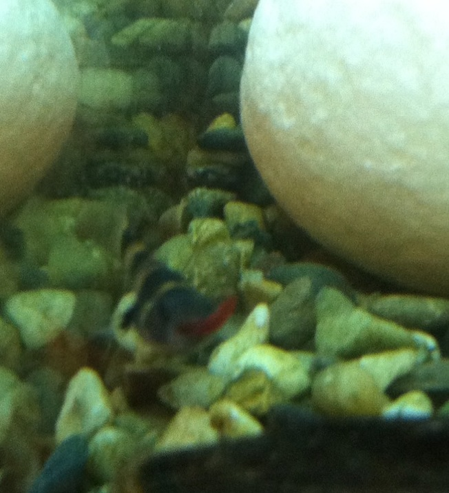 BBG with bloodworm in mouth :)