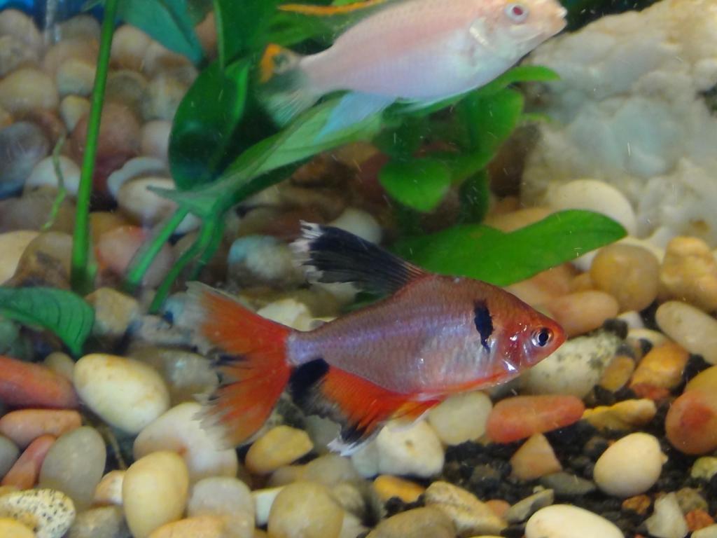 Beautiful High Fin Serpae Tetra with white tipping. (Albino Kribensis in the background)