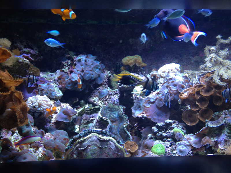 Beautiful reef at mystic aquarium