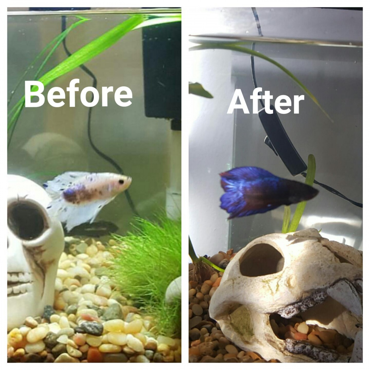 Before and after of when I fist got my betta and after 3 months of proper care!