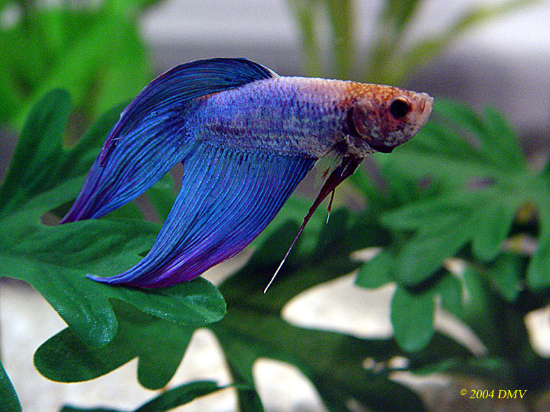 Benny was a beautiful and sweet betta. He was a lovely shade of light blue, with pink/lavender fin tips. He is greatly missed. 

RIP 1-16-2005