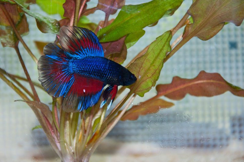 Betta displaying his colors